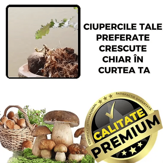 Miceliul de Hrib pentru Grădină – HribMax™
