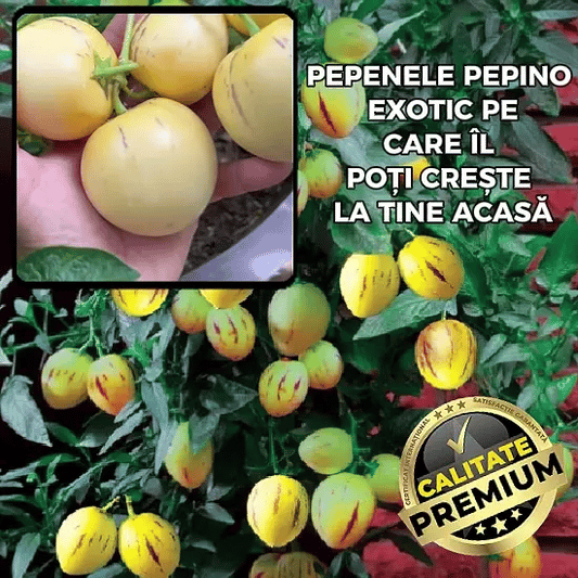 Semințe Pepene Exotic - PepinoGrow™